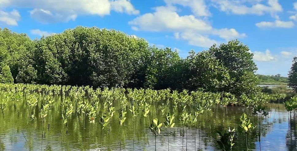 Young mangrove seedlings growing in water with mature mangrove forest behind