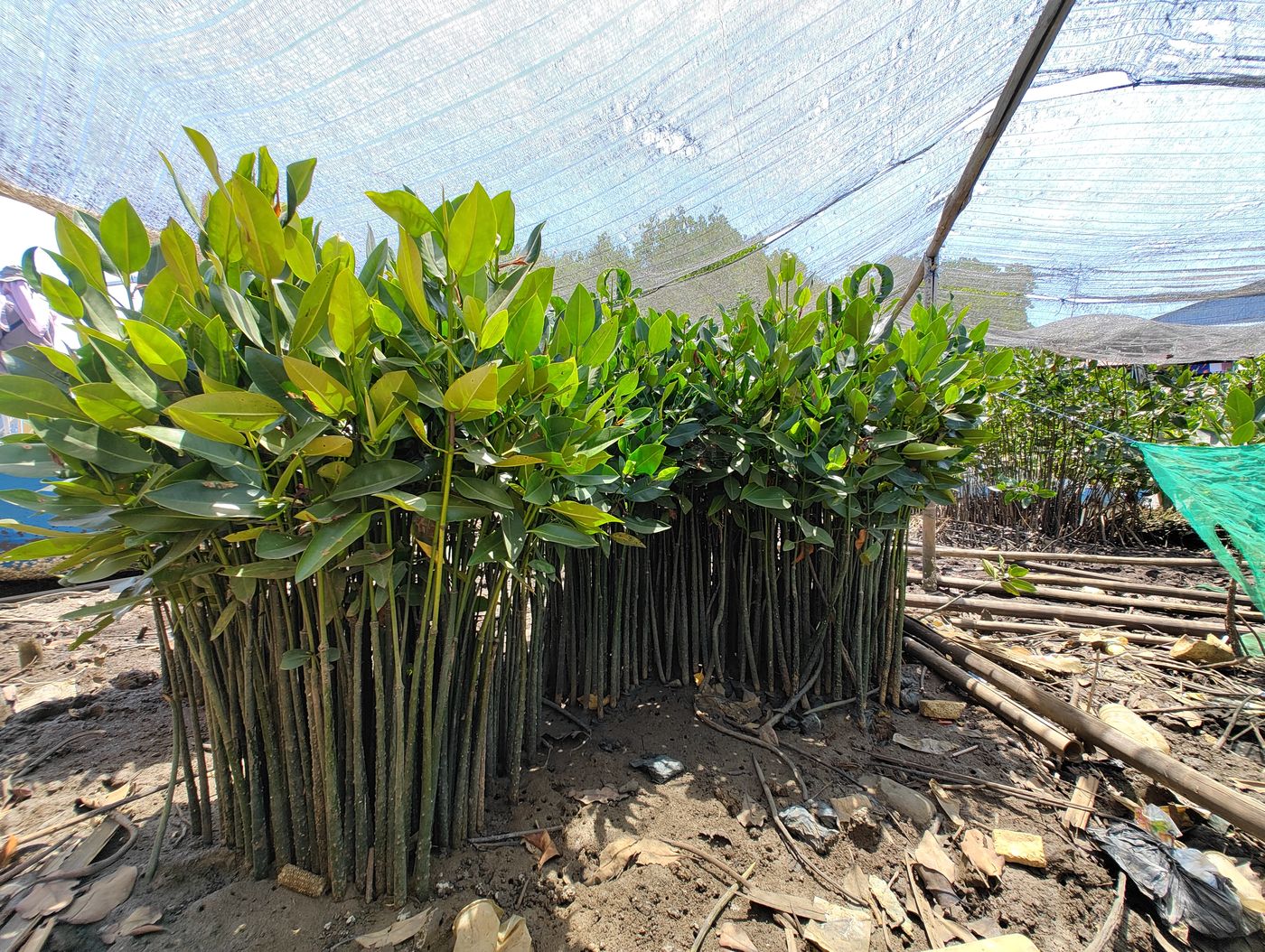 Mangrove seedlings raised under shade netting at a community nursery in South Sulawesi