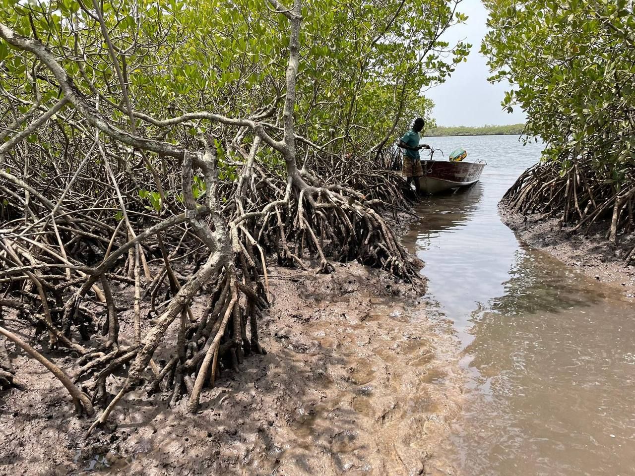 A fisher navigating a channel through mature mangroves