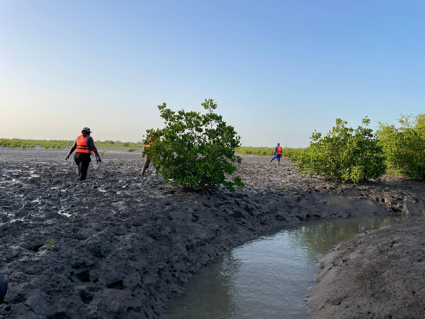 Field team ground-truthing degraded mangrove areas in Senegal